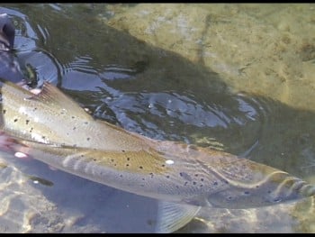Saumon remis à l'eau copyright F.Bergues