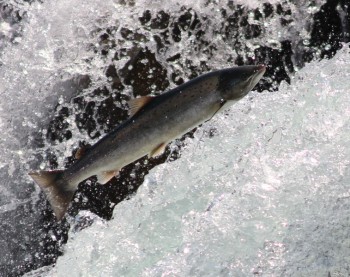 salmo salar