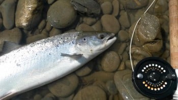 Saumon de 75cm capturé puis remis à l'eau le 19/04