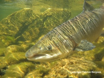 saumon ss l'eau copyright Fabrice Bergues