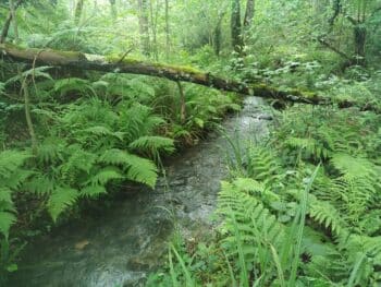 Secteur encore préservé du ruisseau