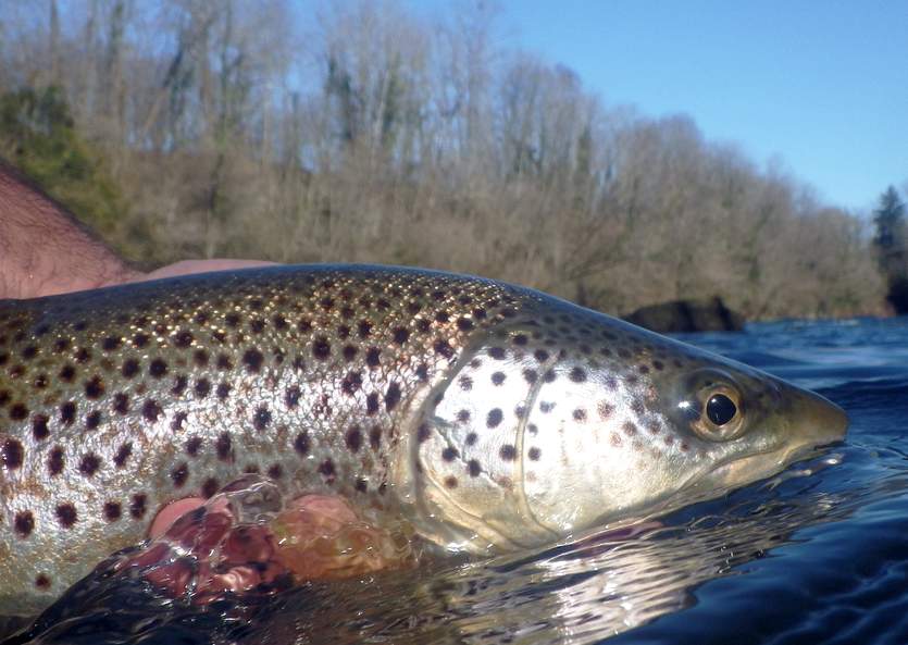 Truite des gaves prise à l'ouverture