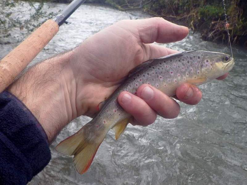 Truite prise au ver sur le neez