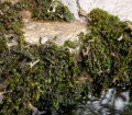 éclosion baetis rhodani