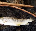 truite pêchée grâce à une belle dérive naturelle