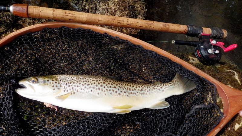 truite pêchée grâce à une belle dérive naturelle