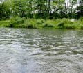 Romain capture une truite lors de son stage de pêche à la mouche