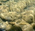 Invertébrés aquatiques sur le fond de la rivière
