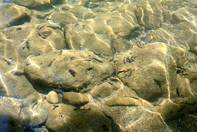Invertébrés aquatiques sur le fond de la rivière