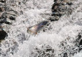 saumon