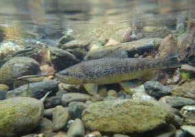 Pêche : samedi, ça va frétiller le long des berges - La République des  Pyrénées.fr