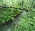 Secteur encore préservé du ruisseau